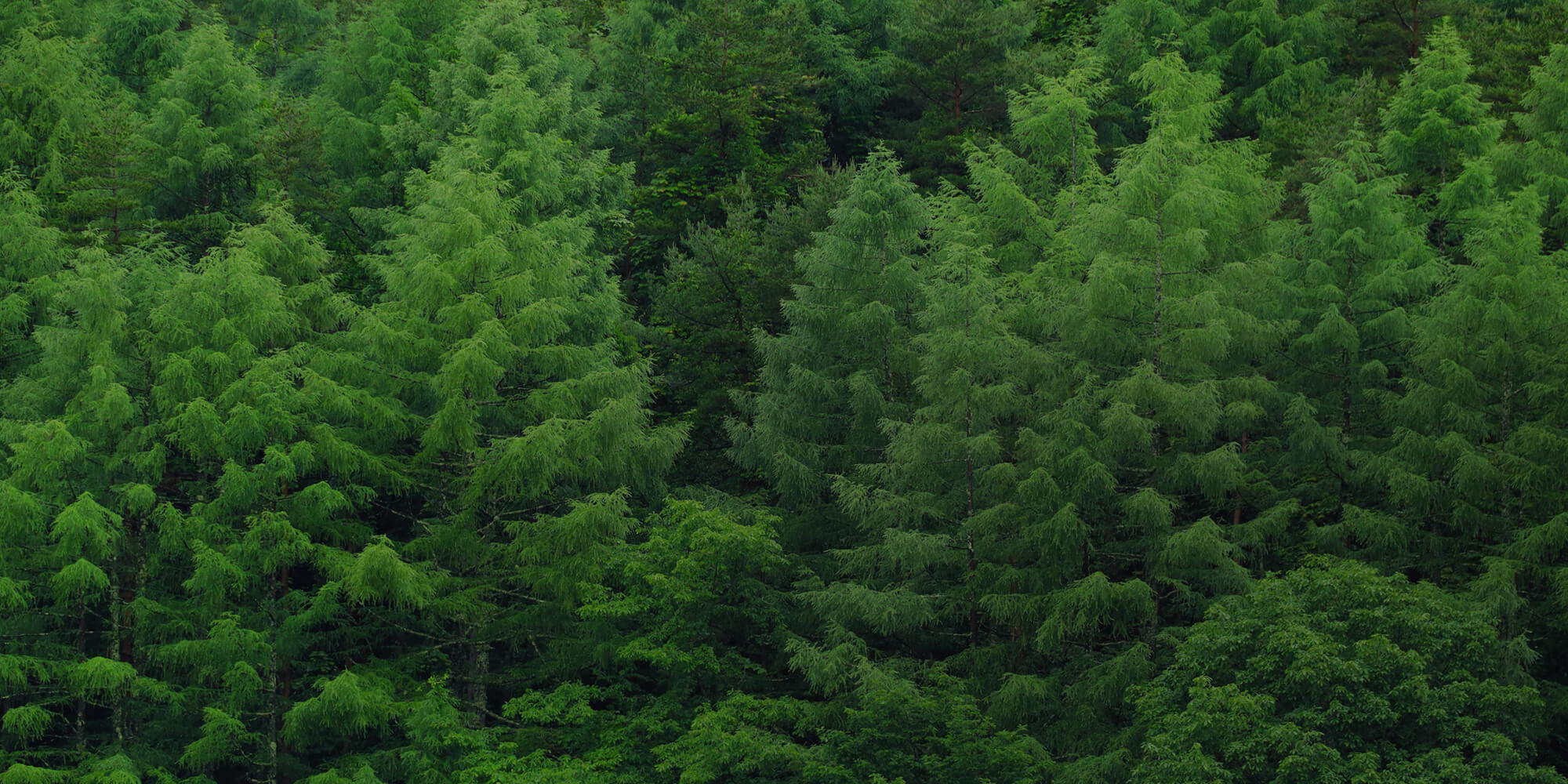 あなたの山、大切に活かしませんか？